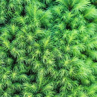 Doku, arkaplan, yeşil lahanaların deseni daima yeşil olan Kanada Picea glauca Conica Beyaz ladini