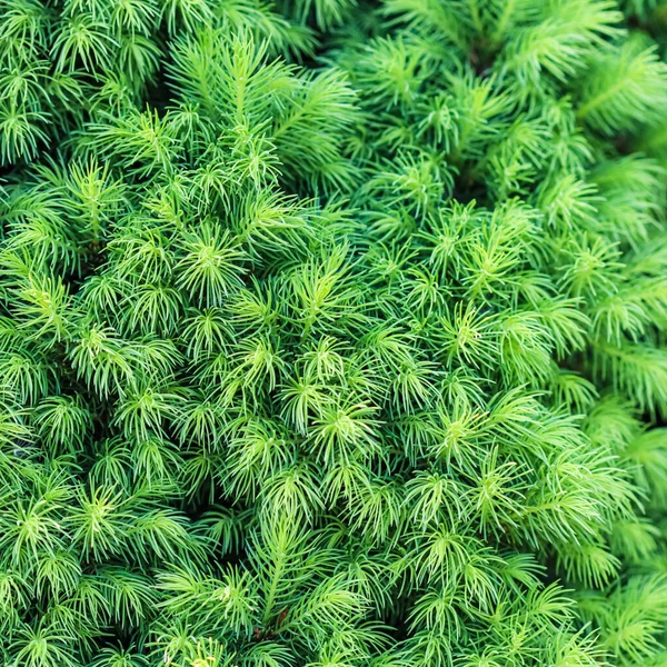 직물, 배경, 상록수의 푸른 싹이 나는 패턴 캐나다의 피어리 글라우 카 코니카 화이트 스프루스 — 스톡 사진
