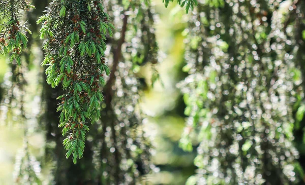 Hojas de cerca del árbol de coníferas de hoja perenne Juniperus communis Horstmann. Bokeh con reflejo de luz —  Fotos de Stock