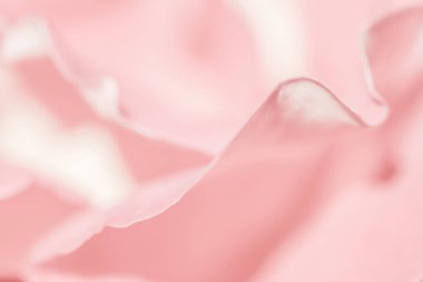 Yumuşak odak, soyut çiçek arkaplanı, pembe gül yaprakları. Tatil tasarımı için makro çiçek arkaplanı