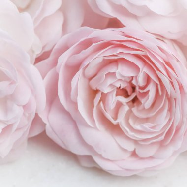 Yumuşak odak, soyut çiçek arkaplanı, pembe gül çiçeği. Tatil markası tasarımı için Macro çiçek arkaplanı