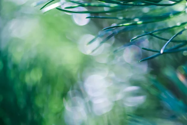 Υφή, φόντο, μοτίβο από πράσινες βελόνες πεύκου με σταγόνες βροχής. Bokeh με αντανάκλαση φωτός — Φωτογραφία Αρχείου