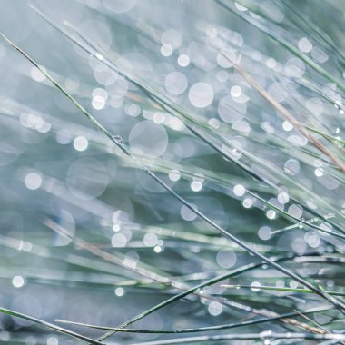 Doku, arka plan, dekoratif çimen deseni yağmur damlalı Mavi Fescue. Işık yansımalı Bokeh