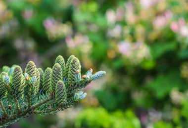 Bahar bahçesinde genç kozalaklı Kore köknarı dalı.