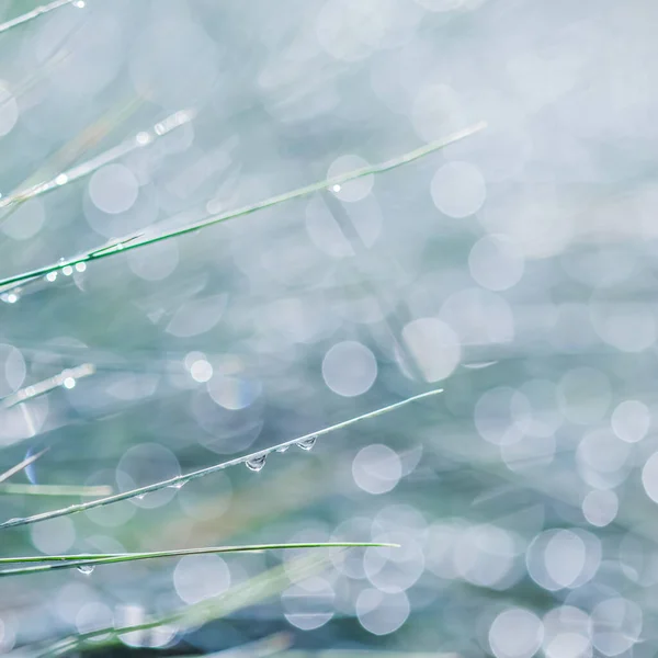 Υφή, φόντο, μοτίβο διακοσμητικό γρασίδι Μπλε Fescue με σταγόνες βροχής. Bokeh με αντανάκλαση φωτός — Φωτογραφία Αρχείου