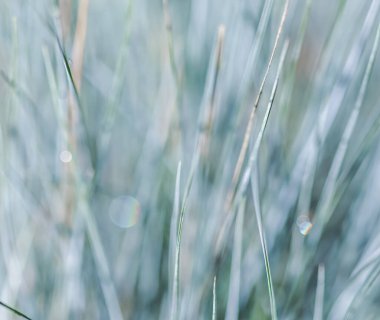 Bulanık arka plan, doku, mavi yeşil çimen deseni. Işık yansıması ile ekstrem bokeh