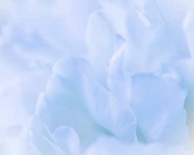 Yumuşak odak, soyut çiçek arkaplanı, soluk mavi şakayık çiçekleri. Tatil markası tasarımı için Macro çiçek arkaplanı