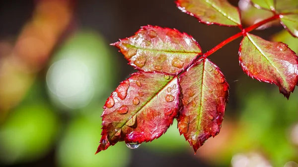 秋の庭に雨が降っている赤いバラの葉。光の反射でぼけ — ストック写真