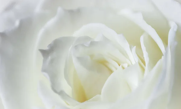 Astratto sfondo floreale, petali di fiori di rosa bianca — Foto Stock