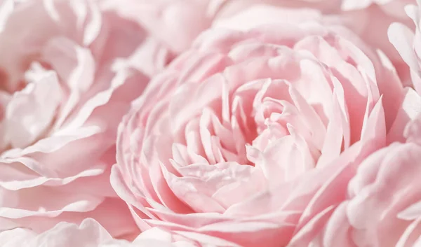 Jemné zaostření, abstraktní květinové pozadí, světle růžové růže. Makro květiny pozadí pro design rekreační značky — Stock fotografie