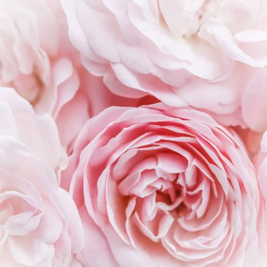 Yumuşak odak, soyut çiçek arkaplanı, soluk pembe güller. Tatil markası tasarımı için Macro çiçek arkaplanı