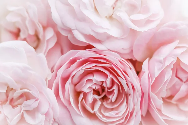 Yumuşak odak, soyut çiçek arkaplanı, soluk pembe güller. Tatil markası tasarımı için Macro çiçek arkaplanı