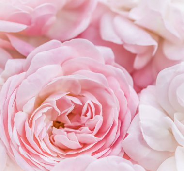 Yumuşak odak, soyut çiçek arkaplanı, soluk pembe güller. Tatil markası tasarımı için Macro çiçek arkaplanı