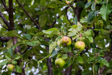 Green apples growing on apple tree branches with fresh leaves. Organic fruit on orchard tree in summer. Natural food background with copy space, close up of unripe apples, countryside harvest and healthy eating concept.