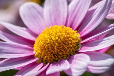 İlkbaharda bir çiçek çayırında bir papatyanın (Leucanthemum) yakın çekimi. Çiçekli renkli arkaplan.