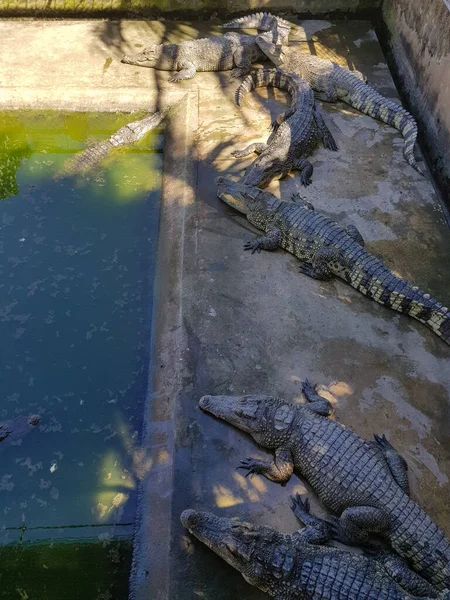 Several Caged Crocodiles Bask Enclosure Mekong Delta Vietnam Taken Long — Stock Photo, Image