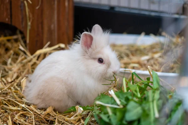 用蒲公英稻草喂饥饿的白矮兔 — 图库照片