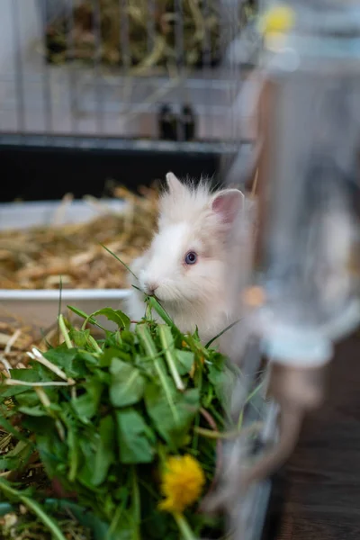 Белый Карликовый Кролик Сидящий Рядом Своей Миской Едой Своем Буфете — стоковое фото