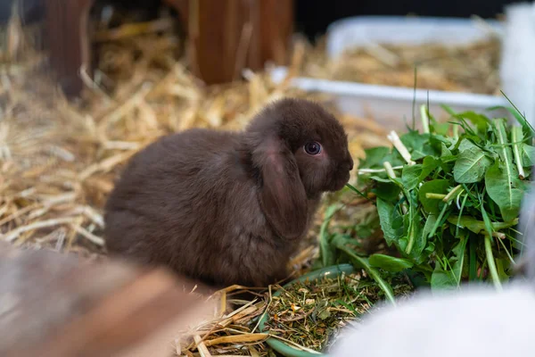 Коричневый Карликовый Кролик Карликовый Таран Сидит Рядом Своей Миской Едой — стоковое фото