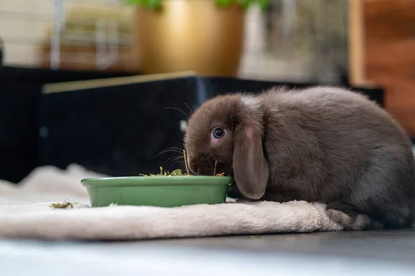 Brown, small dwarf rabbit (dwarf ram, ram) with floppy ears eats from a green bowl in the living room.