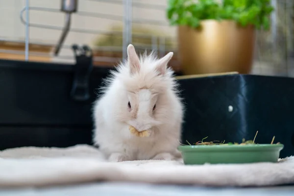 White Dwarf Rabbit Sits Front His Hutch Cleans Himself — Foto Stock