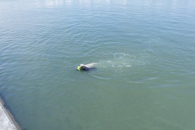 Güzel Labrador Retriever köpek topu ile denizde yüzmek