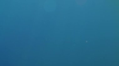 Suyun altında berrak, güzel okyanus ışığı VFX elementi oynar. Parçacıklar, deniz karı, sakin tropikal okyanus manzarası.