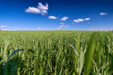 Mavi gökyüzünün altında bulutlu yeşil bir tarla. Yatay görüş. Ön planda, bitki saplarına yakın çekim. Arkaplan kısmen bulanık.
