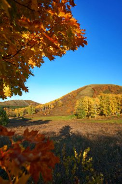 Dağlarda sonbahar. Çok renkli ağaçlar. Ön planda, akçaağaç yaprakları bulanık..
