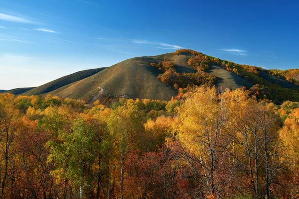 Podzimní Barvy Přírody Mnohobarevné Vrcholky Stromů Pozadí Horského Svahu Slunce — Stock fotografie