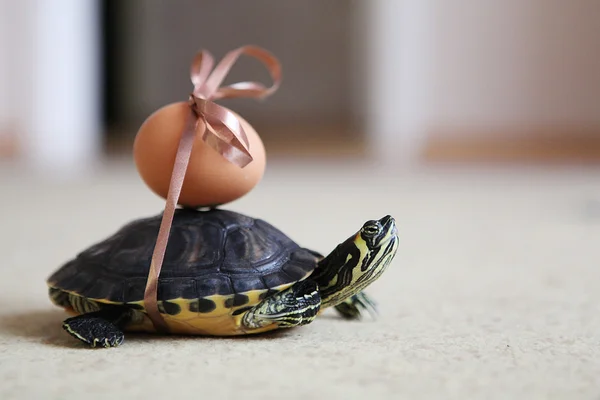 Osterschildkröte — Stockfoto