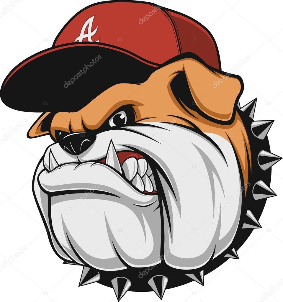Vector illustration, a fierce bulldog wearing a cap baseball cap, against a white background