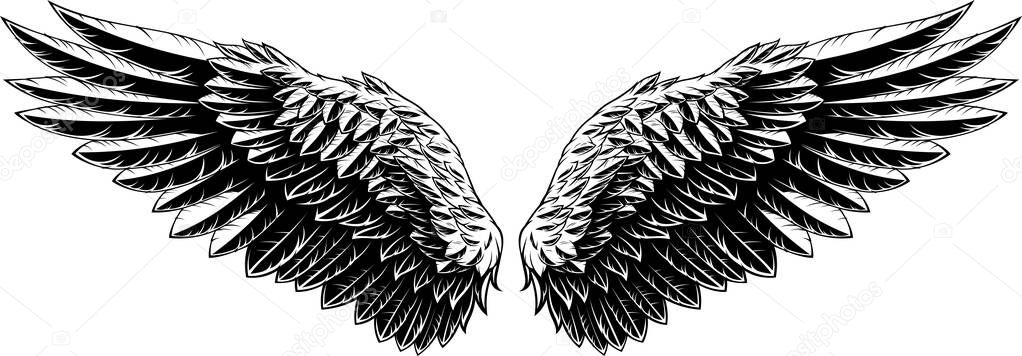 Vector illustration, spread wings of an eagle