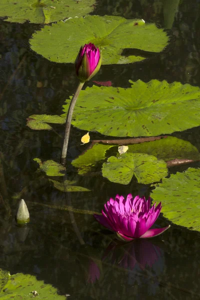 Water Lilly — Stock Photo, Image