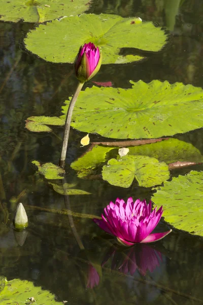 Water Lilly — Stock Photo, Image