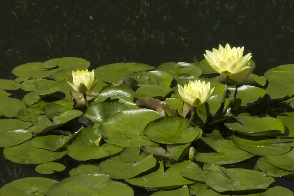 Water Lilly — Stock Photo, Image
