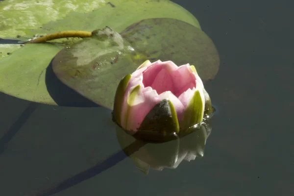 Water Lilly — Stock Photo, Image