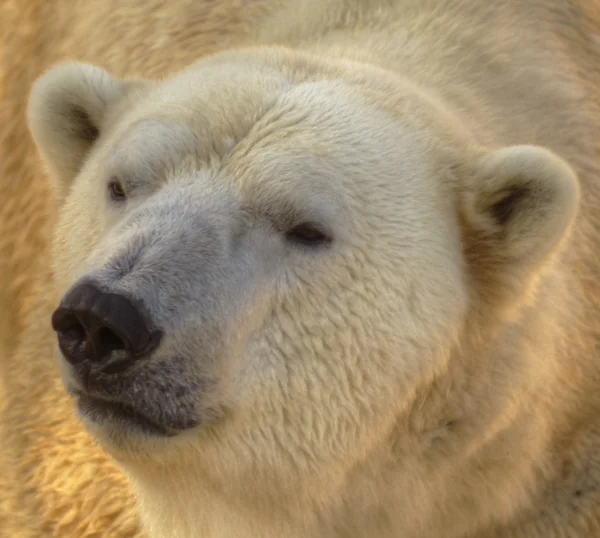 Eisbär — Stockfoto