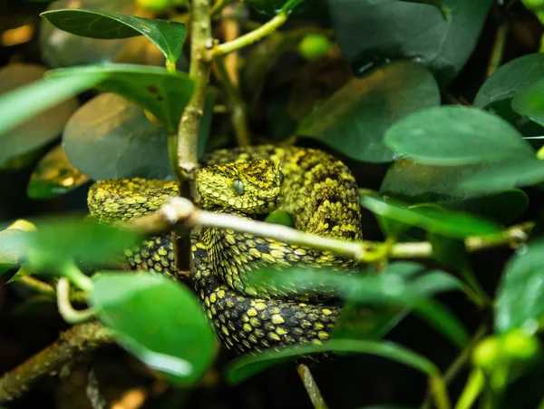 Szarvas bokor vipera — Stock Fotó