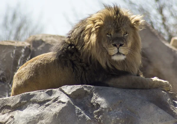 Un león en reposo — Foto de Stock