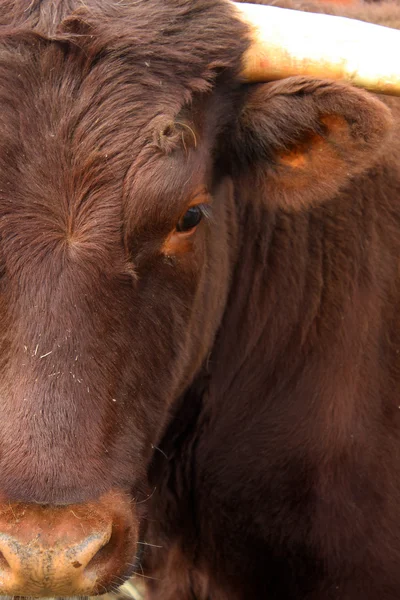 La testa di una mucca — Foto Stock