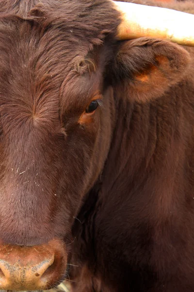 La tête d'une vache — Photo