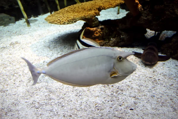 Kurznasenfische — Stockfoto