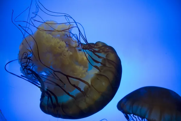 Brown Sea Nettles — Stock Photo, Image