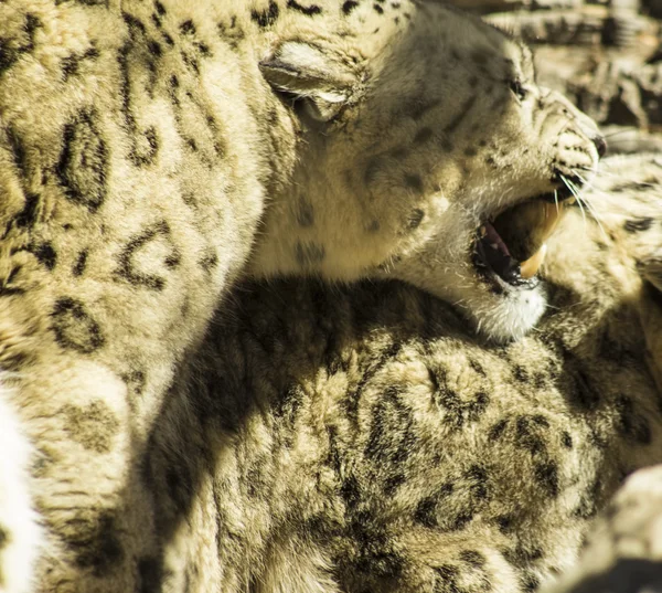 Leopardos de nieve —  Fotos de Stock