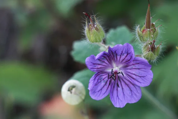 Caucase fleur de montagne — Photo