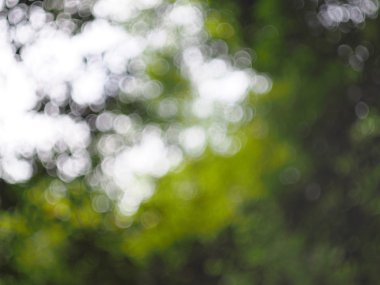 Yeşil doğa bokeh arka plan, seçici odak