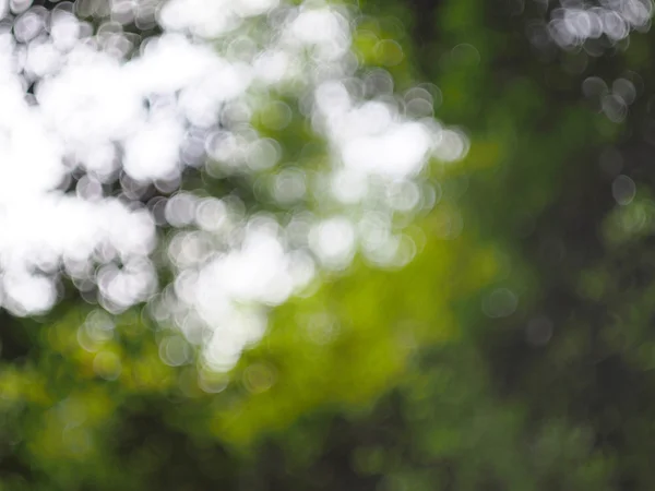 Абстрактная зеленая природа боке фон, избирательный фокус Стоковое Фото