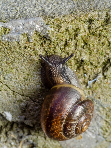 Grove Marrom Lipped Caracol Terra Com Corpo Azul Cinza Rastejar — Fotografia de Stock