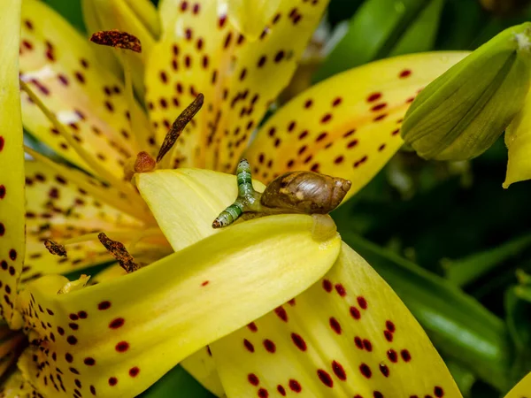 Broodsac Faixa Verde Leucochlordium Paradoxum Verme Parasita Que Vive Caracol — Fotografia de Stock